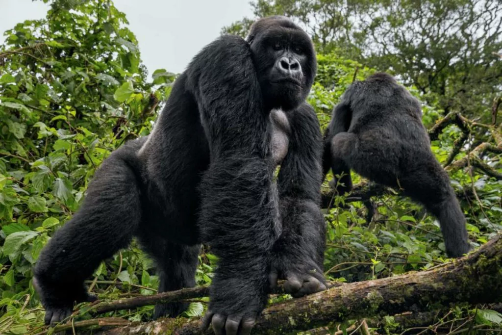gorillas